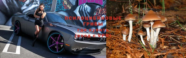 крисы Богородицк
