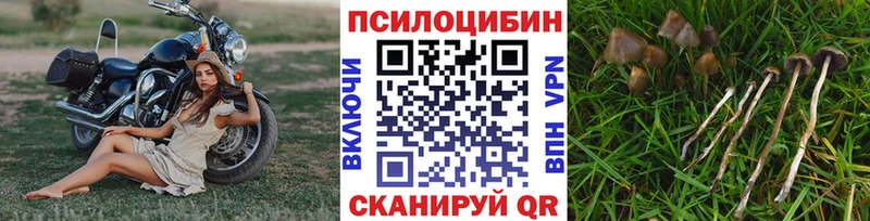 Псилоцибиновые грибы Cubensis Суздаль